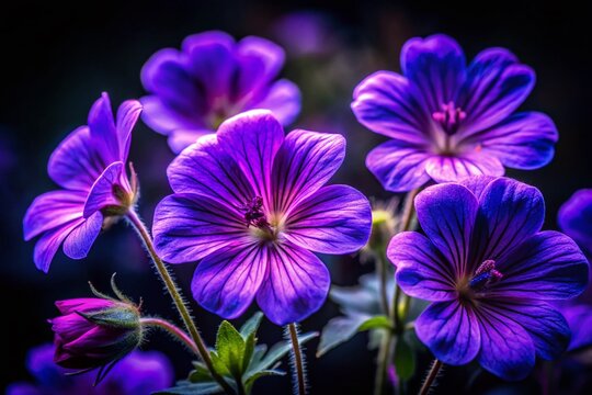 Close-up Night Photography of Purple Cranesbill Flowers - Delicate Petals in Moonlight