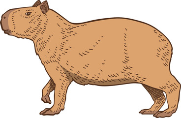 hand drawn cartoon of capybara illustration.