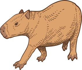 hand drawn cartoon of capybara illustration.