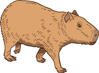 hand drawn cartoon of capybara illustration.