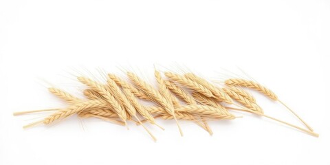 Wheat sheaves in loose formation on a plain white surface, field, neutral