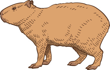 hand drawn cartoon of capybara illustration.