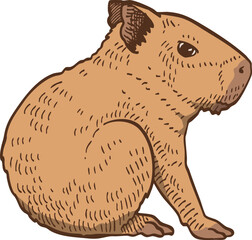 hand drawn cartoon of capybara illustration.