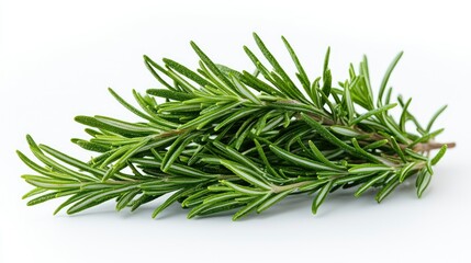 Fototapeta premium Fresh Rosemary Sprig Isolated on White Background