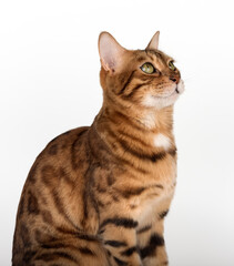 Studio portrait of young bengal cat looking away on white background.