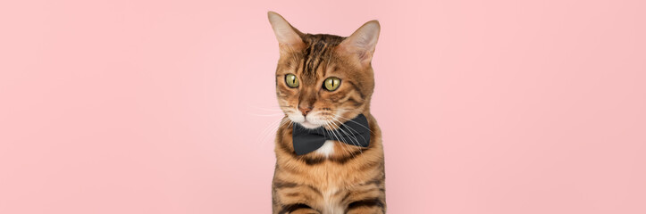 Elegant cat in bow tie