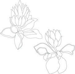 Vector hand drawn graphic line sketch of tropical flowers in black color