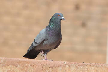 Gray pigeon standing on a house