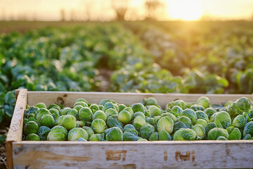Freshly harvested brussels sprouts in a field at sunset