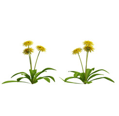 Fototapeta premium yellow flower isolated on transparant background. 3d rendering