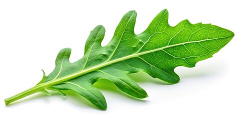Obraz premium Arugula leaves, close-up, fresh green, white background.