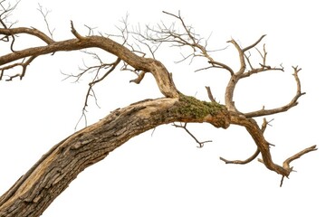 Twisted isolated tree branch on white background, white, twigs, nature