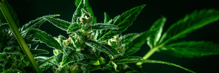 Cannabis plant with green leaves and white flowers, with trichomes and yellow stigmas, panoramic banner