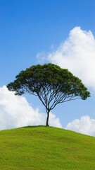 Obraz premium Serene Landscape Single Tree on Grassy Hill Under Blue Sky with Clouds
