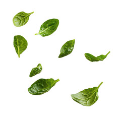 Obraz premium Fresh spinach leaves on a black background