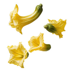 Naklejka premium Yellow squash blossoms on black background