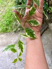 plant in hand