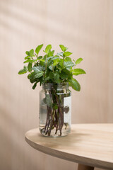 A sprig of mint, propagated in a recycled glass jar