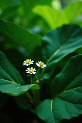 Tiny wildflowers peeking out from beneath the large, dark green cassava leaves, vegetation, cassava