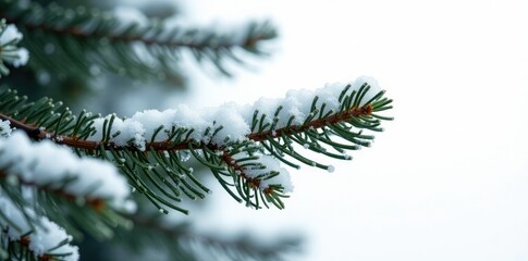 Evergreen fir tree branch covered with ice and snow, white backdrop, frosted pine, coniferous trees