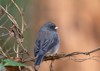 Dark-eyed Junco