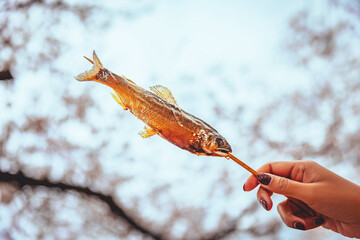 Japanese grill fish Ayu skewer on hand in street food sakura festival in Tokyo Japan