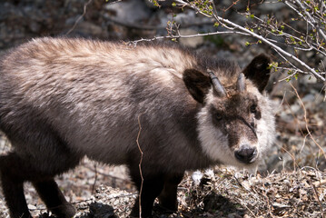 ニホンカモシカ
