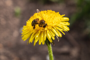 Close-up of a bee collecting nectar on a bright yellow dandelion flower in a natural setting