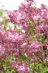 Obraz premium Lilac flowers blooming.