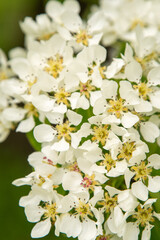 Pear blossom. White buds. Fruit tree flowers.