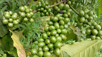 Green Young Coffee Beans