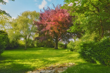 Naklejka premium Trees, grass and landscape with plants, outdoor woods and park with overgrowth and summer. Environment, greenery and natural scenery with ecosystem, wilderness or conservation woodland in Denmark