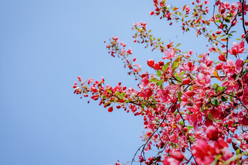 Vibrant Cherry Blossom Branches Against a Clear Blue Sky