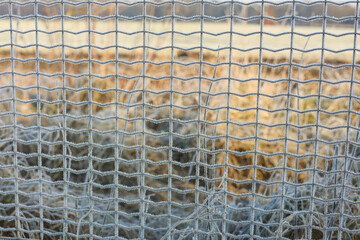 Winter fence, frost-covered fencing