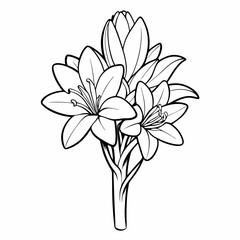 Fototapeta premium Tuberose flower illustration in black and white on a simple background