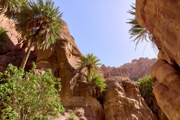 Palm trees growing among sandstone cliffs in a desert oasis. Wadi Ghuweir canyon with lush vegetation in Jordan, showing contrast between harsh desert and life-sustaining water. © Artur Nyk