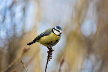 Fototapeta premium Blue Tit Bird perched on tree branch