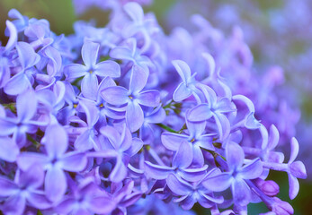 Spring background, blooming lilac flowers in the spring garden. Selective focus at the central flowers, pastel and soft focus applied