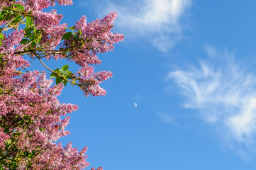 Spring background with lilac flowers branch on the background of blue sky with copy space, blossoming lilac flowers against blue sky