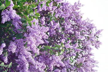 Spring blossom of pink lilac flowers, spring flower garden background, spring lilac tree in cloudy weather