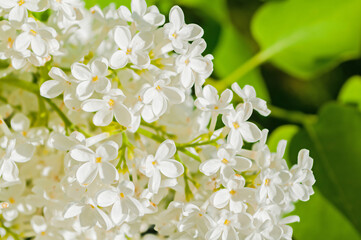 Spring flower background with white lilac flowers. Selective focus at the central flowers, soft...
