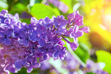 Spring garden background, lilac flowers in sunny springtime garden, spring flower background. Selective focus at the lilac flowers, free space