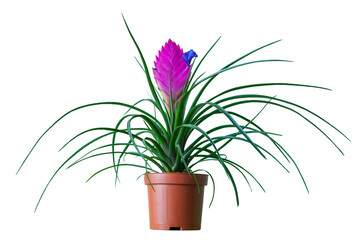 Tillandsia Cyanea Anita isolated on white background. Tillandsia cyanea is native to Ecuador