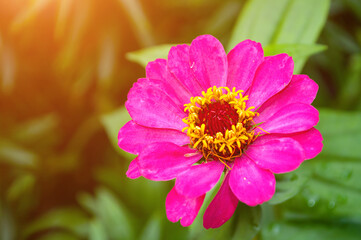 Fototapeta premium Summer flower background with zinnia flower blooming in the summer garden, closeup of zinnia flower