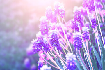 Fototapeta premium Spring flowers muscari - floral natural spring background with bright fresh muscari flowers in the spring garden