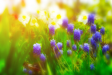 Fototapeta premium Blooming spring flowers - daffodils and muscari. Blurred natural spring background, soft filter applied