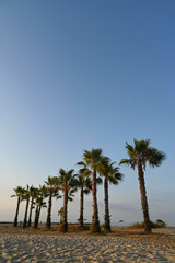 Fototapeta premium A tranquil beach setting is illuminated by the warm glow of dusk. Tall palm trees stretch towards the sky, creating a relaxing atmosphere by the smooth sand and gentle waves.