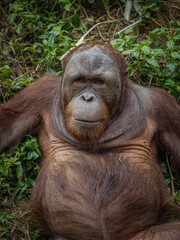 Orangutan 