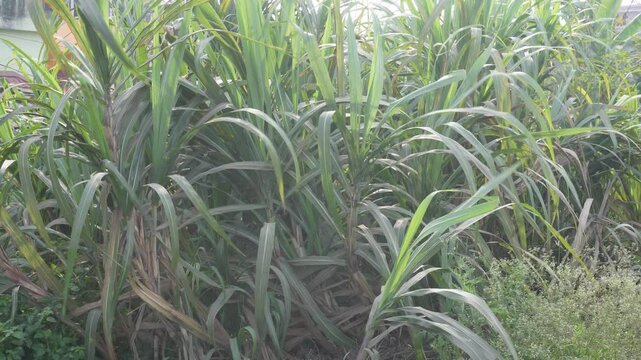 Saccharum edule a type of sugarcanes are grown in the bush