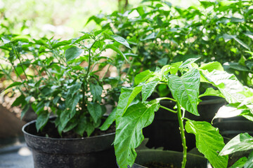 seedlings of extra hot Bhut Jolokia pepper before planting in the greenhouse